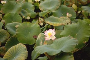 The Lotus pond unique wedding venue