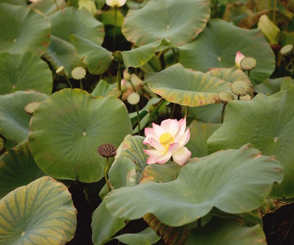 The Lotus pond unique wedding venue
