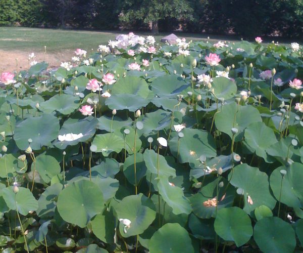 Lotus pond wedding venue