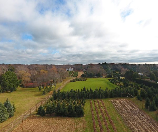 The Great Lawn Venue